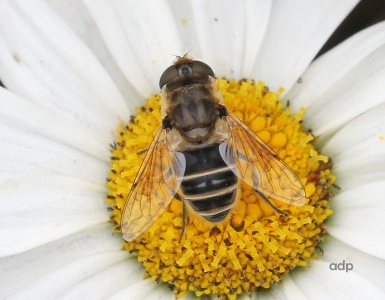 Eristalis arbustorum, female, Alan Prowse